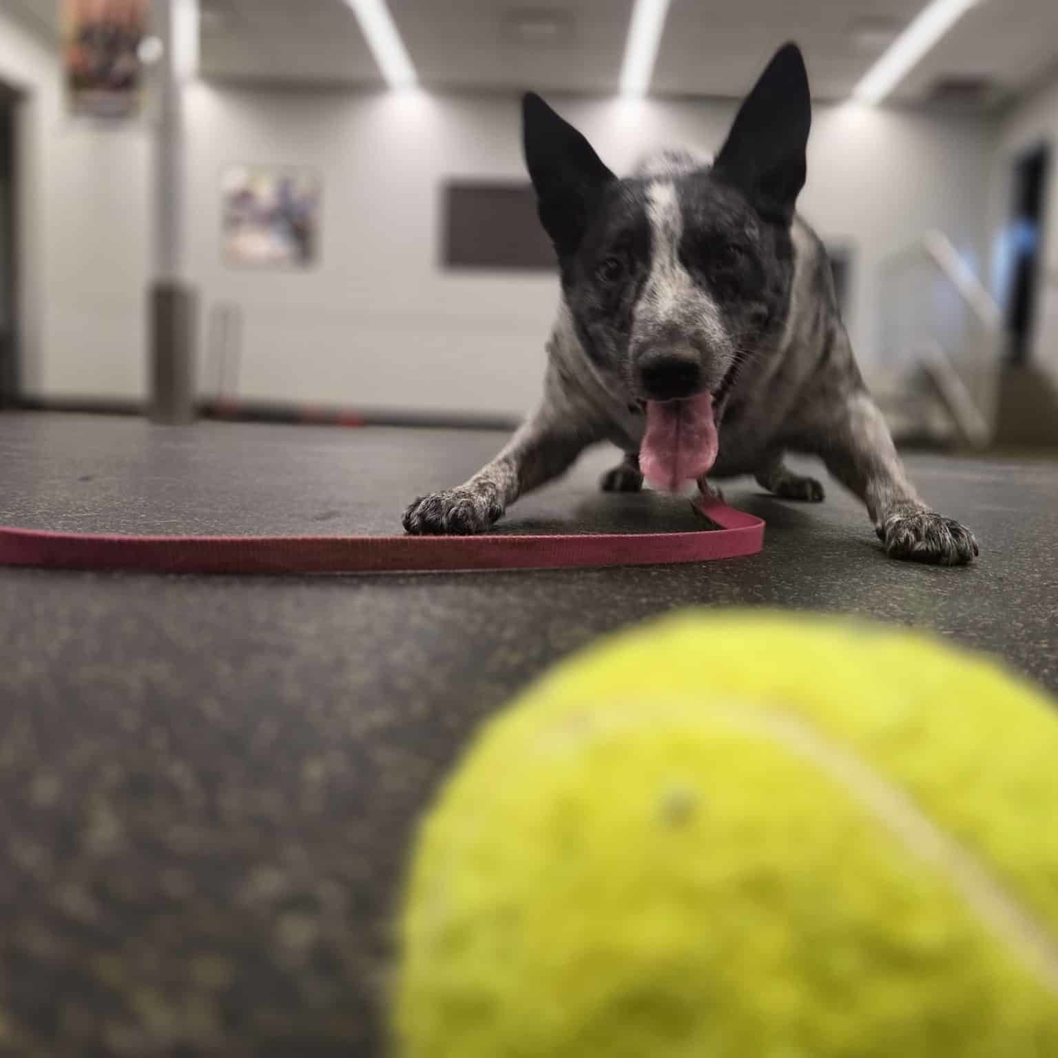 a dog playing with a tennis ball close to the camera
