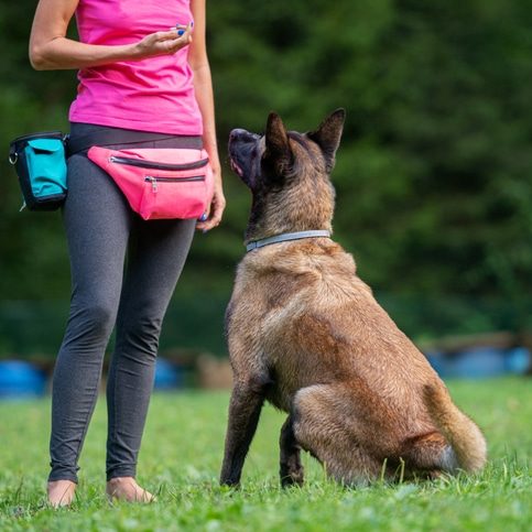 Dog trainer with a belgian malinois sitting in front of her looking and listening to her attentively.