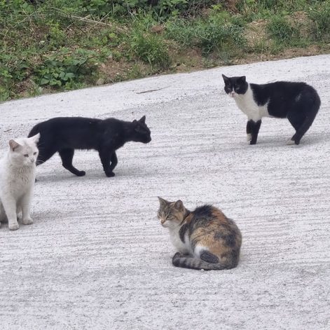 Four stray cats in the middle of the road in Kalambaka, Meteora, Thessaly Region, Central Greece.
