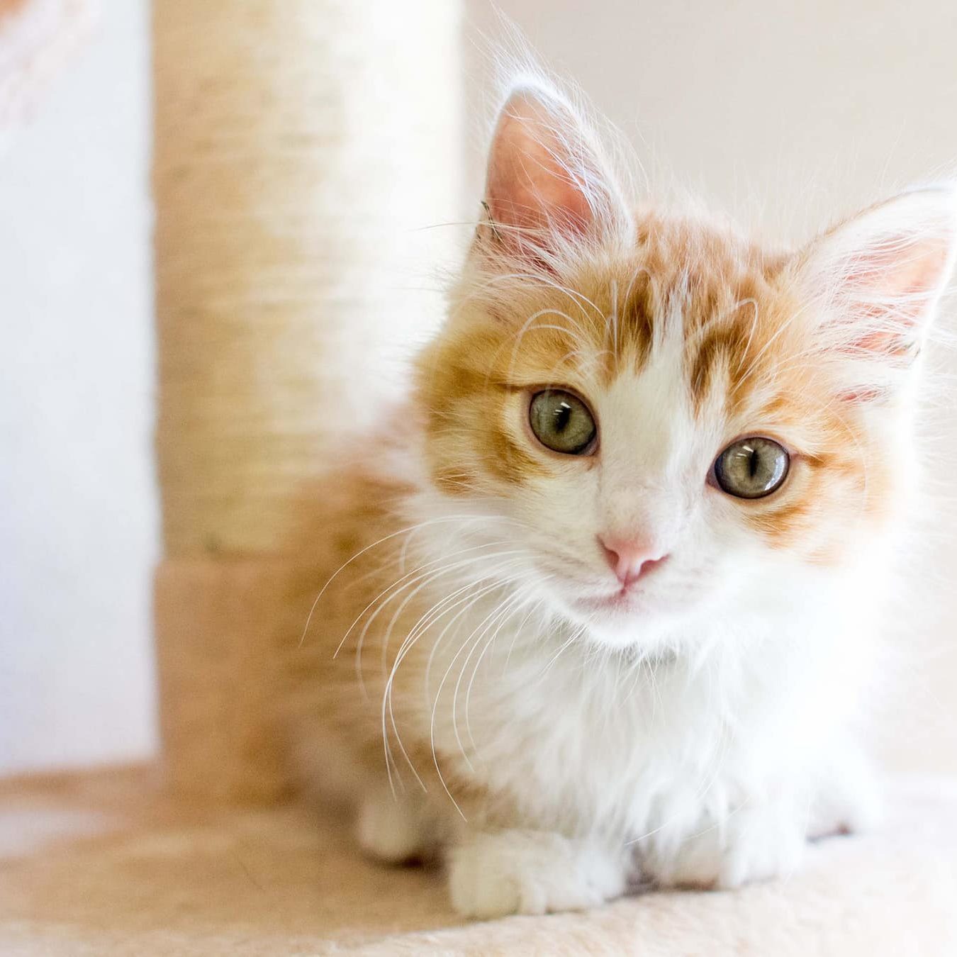 GettyImages 591196065