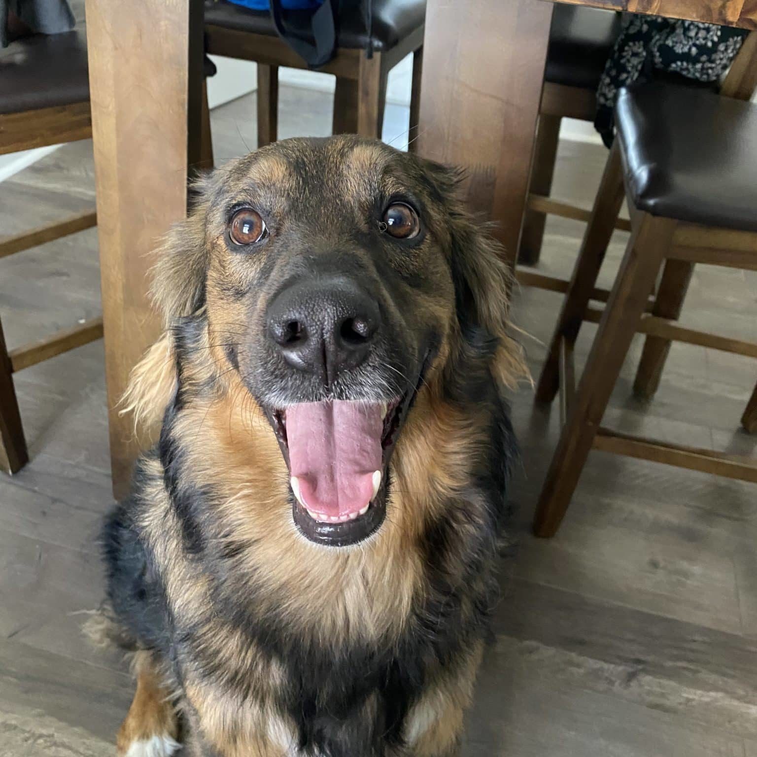 German Shepherd smiling