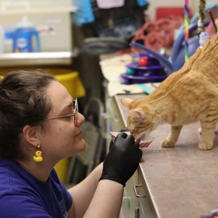 shelter veterinarian feeding an orange cat