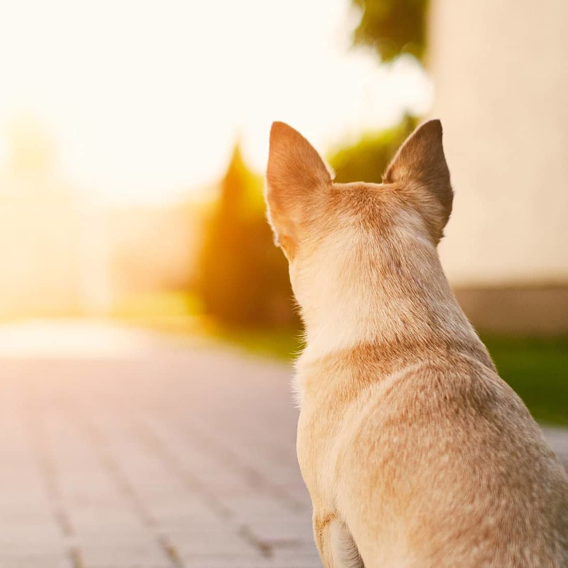 Chihuahua guard the house