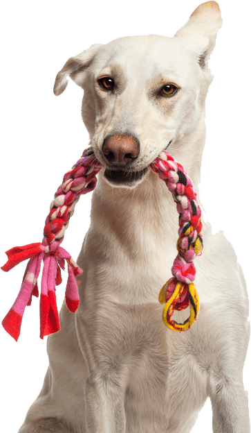 Dog With Toy Isolated