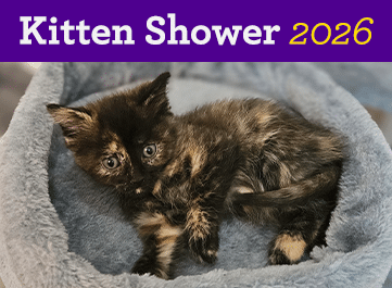 Kitten Shower 2026