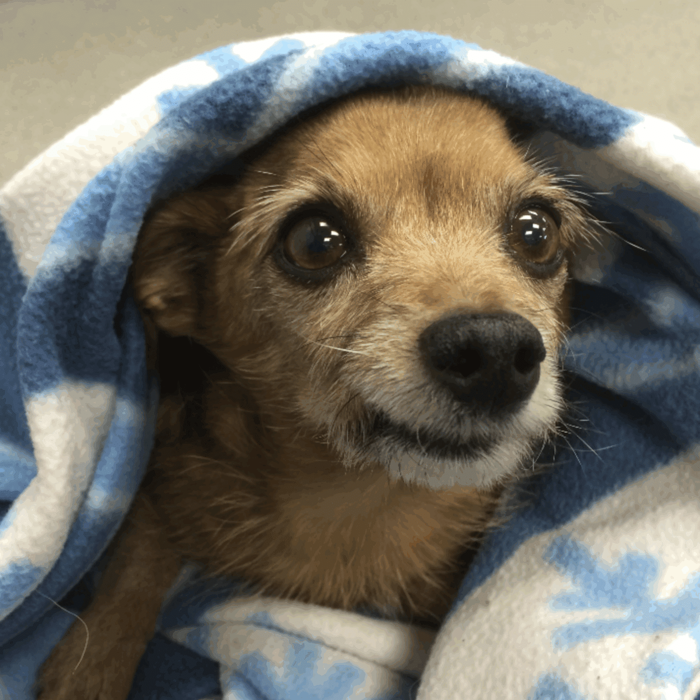 Small dog under a blanket