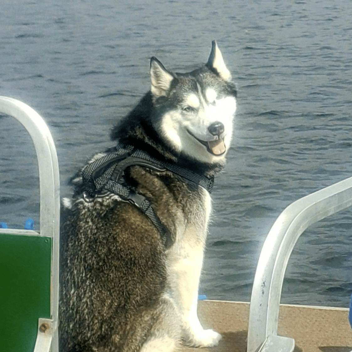 one-eyed husky on a dock near water