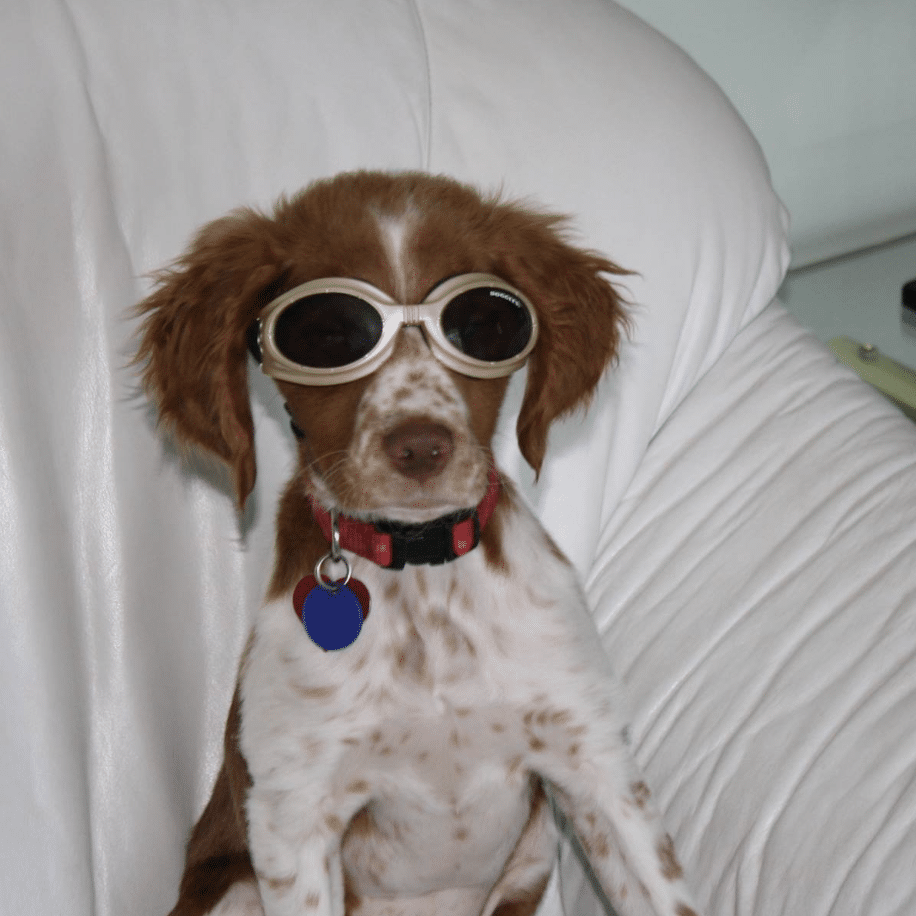 CharLee the dog wearing sunglasses